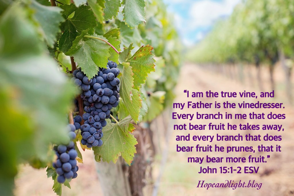 The Vine and the&nbsp;Vinedresser